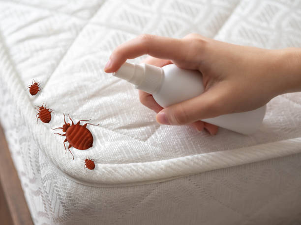 Best Local Pest Control Services  in Osage Beach, MO