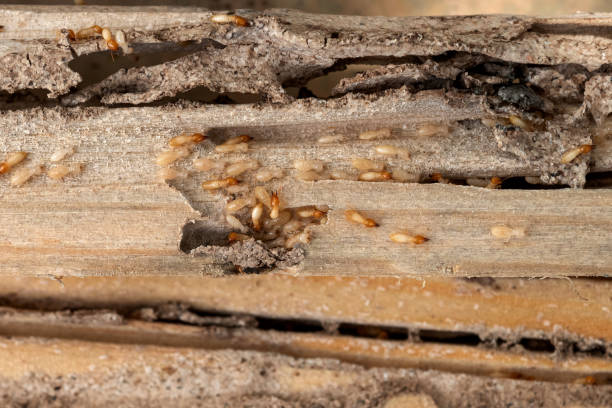 Best Wasp Removal Services  in Osage Beach, MO